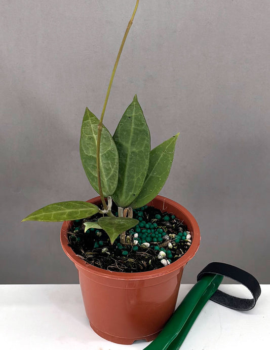 Hoya Pallida Bogor - Plant Proper - 3" Pot