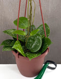 Hoya Parasitica Splash - Plant Proper - 4" Hanging Basket