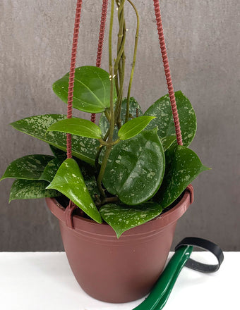 Hoya Parasitica Splash - Plant Proper - 4" Pot