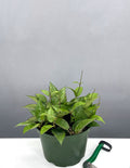 Hoya Parasitica Black Margin - Plant Proper - 6" Pot