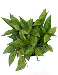 Hoya Parasitica - House Plant - Plant Proper