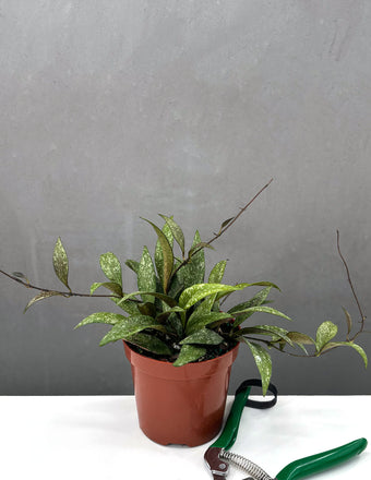 Hoya Parviflora - House Plant - Plant Proper - 4" Pot