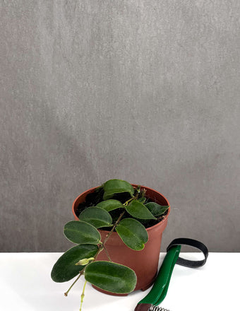 Hoya Patella Pink - Plant Proper - 3" Pot 