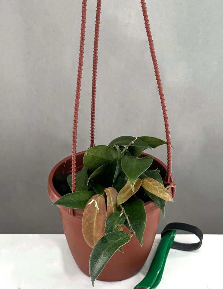 hanging pink plant Hoya Patella Pink