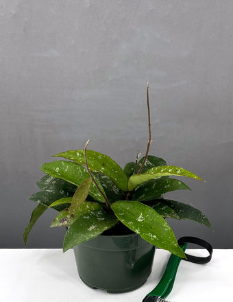 Hoya Phuwuaensis - Plant Proper - 4" Pot