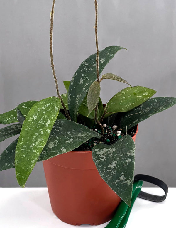 Hoya Phuwuaensis - Plant Proper - 4" Pot