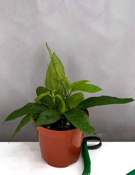 Hoya Pimentilliana - Plant Proper - 4" Pot
