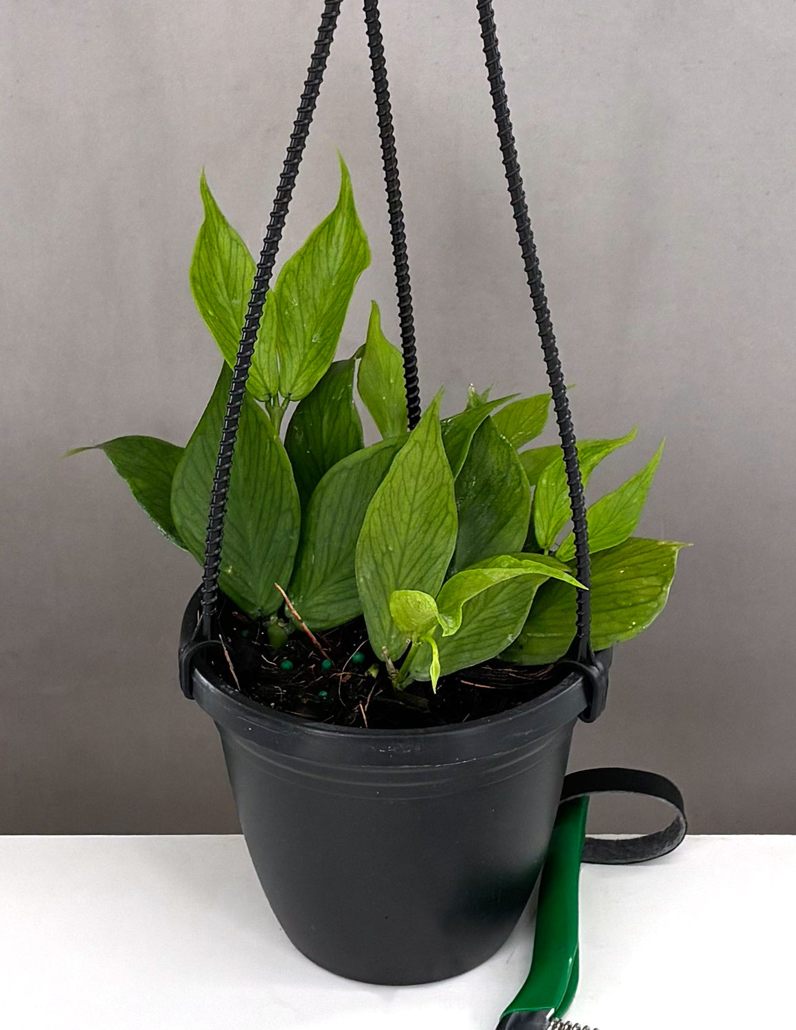 Hoya Polyneura Fishtail | Wax Plant | Always Affordable at Plant