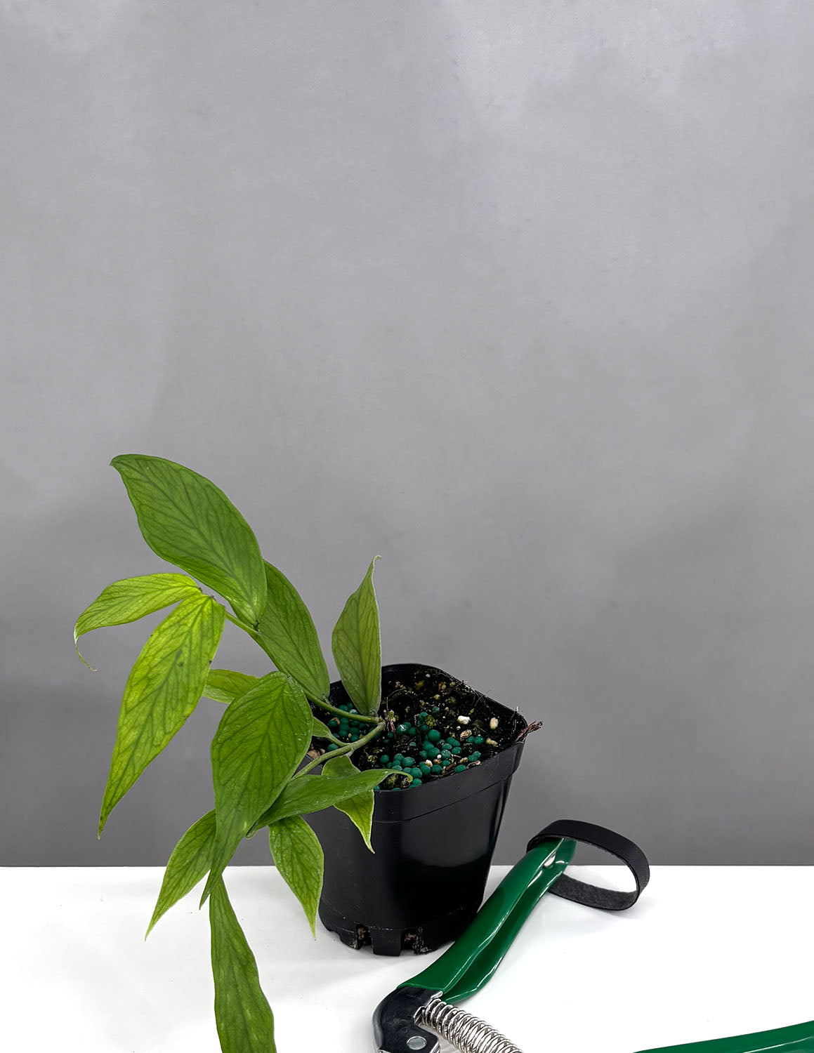 Hoya Polyneura Fishtail | Wax Plant | Always Affordable at Plant