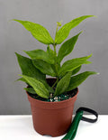 Hoya Polyneura Fisthtail - Plant Proper - 3" Pot