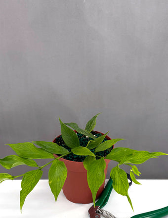 Hoya Polyneura Fisthtail - Plant Proper - 4" Pot