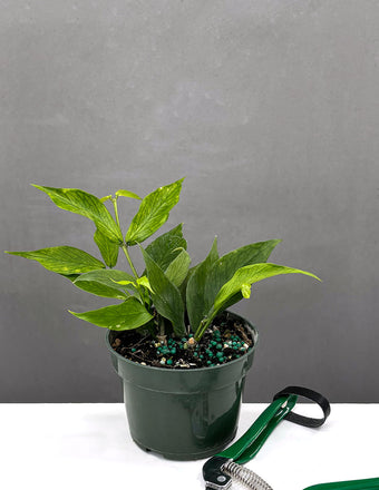 Hoya polyneura Fishtail - House Plant  - Plant Proper - 4" Pot