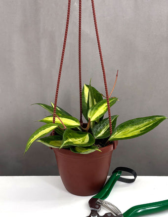 Hoya Macrophylla Pot of Gold - Plant Proper - 3" Pot