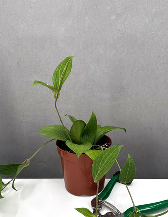 Hoya Potsii - Plant Proper - 4" Pot