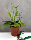 Hoya Potsii - Plant Proper - 4" Pot