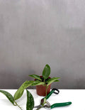Hoya Pottsii Splash - Plant Proper - 3.5" Pot