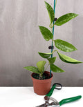 Hoya Pottsii Splash - Plant Proper - 3.5" Pot