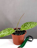 Hoya Pottsii Splash - Plant Proper - 3" Pot