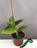 Hoya Pottsii Splash - Plant Proper - 2" Pot