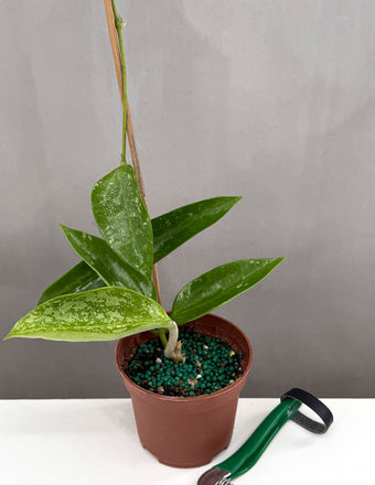 Hoya Pottsii Splash - Plant Proper - 2" Pot