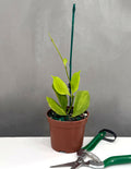Hoya Pseudo Littoralis - Plant Proper - 3" Pot