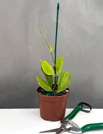 Hoya Pseudo Littoralis - Plant Proper - 3" Pot