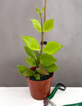 Hoya Psuedo Littoralis - Plant Proper - 4" Pot