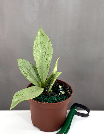 Plant Proper Hoya Pubicalyx Pink Silver Ghost 3" Pot
