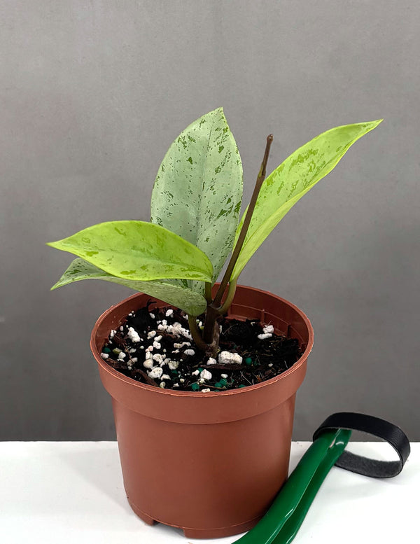 Plant Proper - Hoya Pubicalyx Pink Silver Ghost - 3" Pot