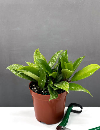 Hoya Pubicalyx Splash - Plant Proper - 4" Pot