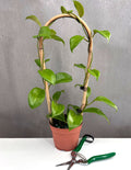 Hoya Quinquenervia - Plant Proper - 4" Pot