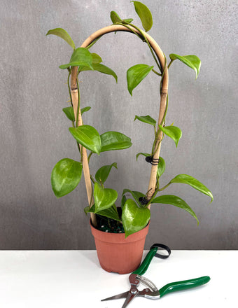 Hoya Quinquenervia - Plant Proper - 4" Pot
