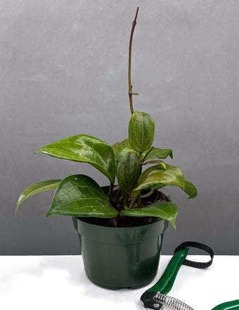 Hoya Quinquenervia - Plant Proper - 4" Pot