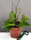 Hoya Quinquenervia - Plant Proper - 4" Pot