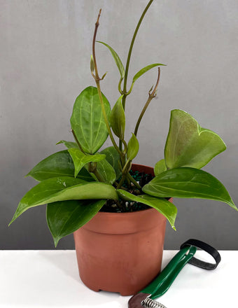 Hoya Quinquenervia - Plant Proper - 4" Pot