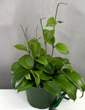 Hoya Quinquenervia - Plant Proper - 6" Pot