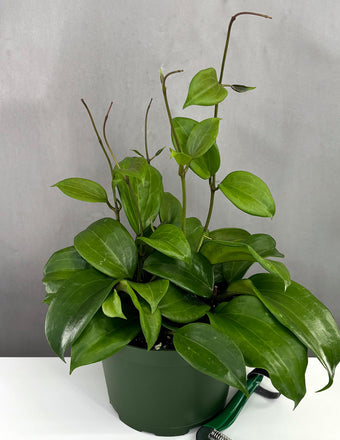 Hoya Quinquenervia - Plant Proper - 4" Pot