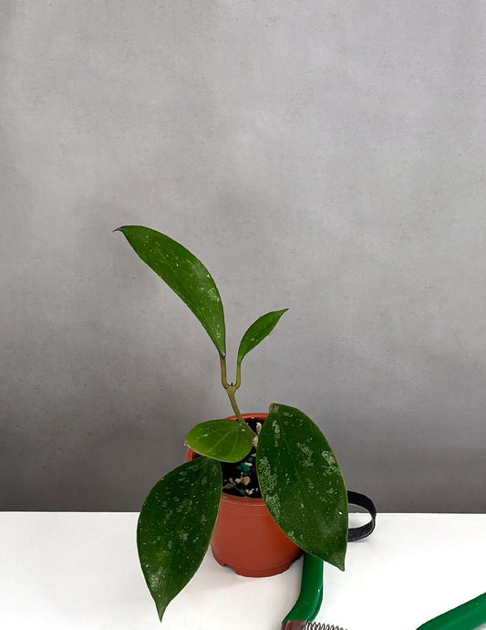 Hoya RHM 2413 Callistophylla New Clone x Unknown - Plant Proper - 3" Pot