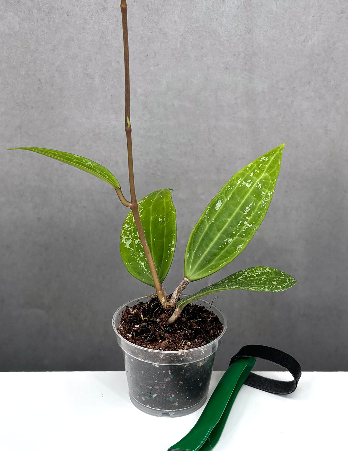 Hoya Rangsan Splash | Wax Plant | Always Affordable at Plant Proper