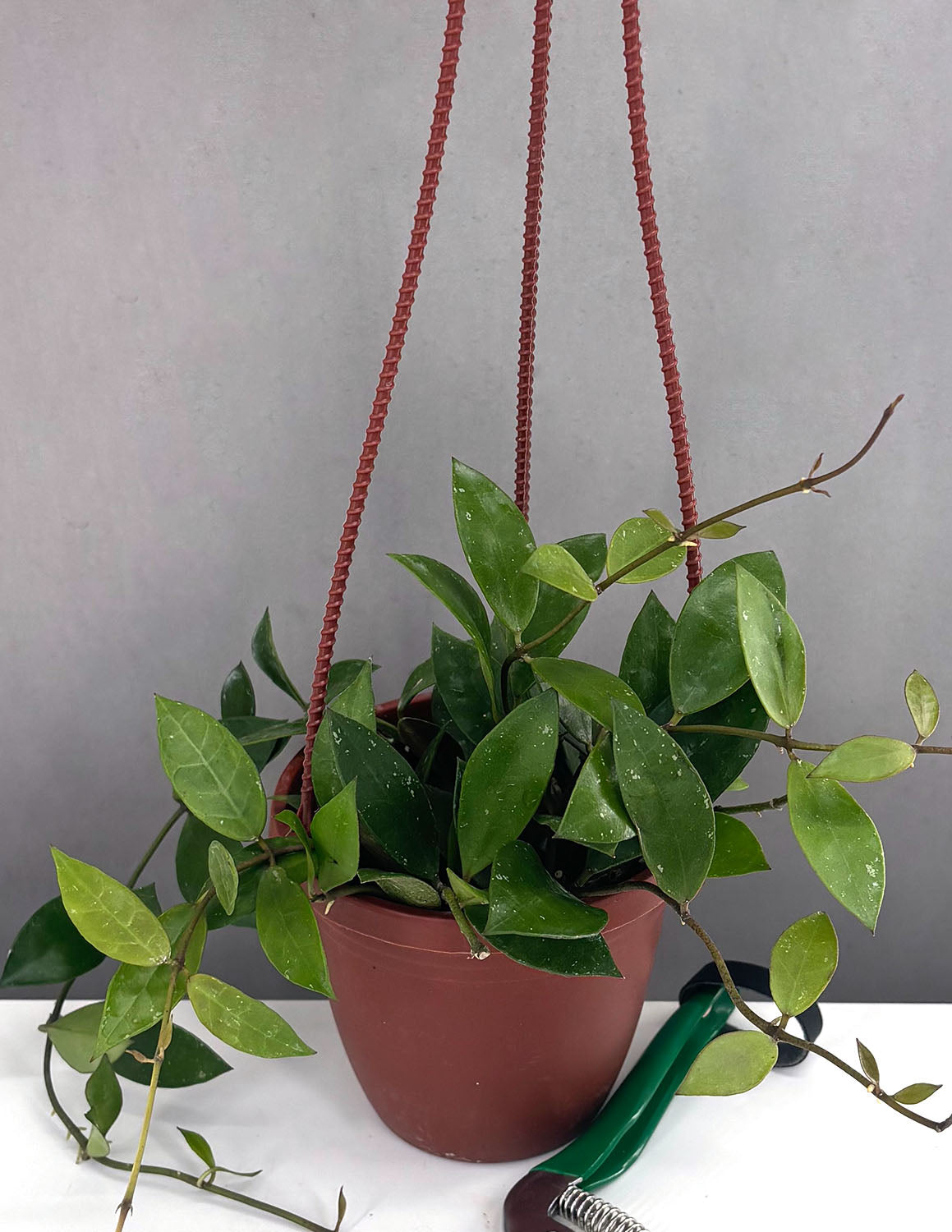 Shop | House Plants | Plant Proper – Page 4