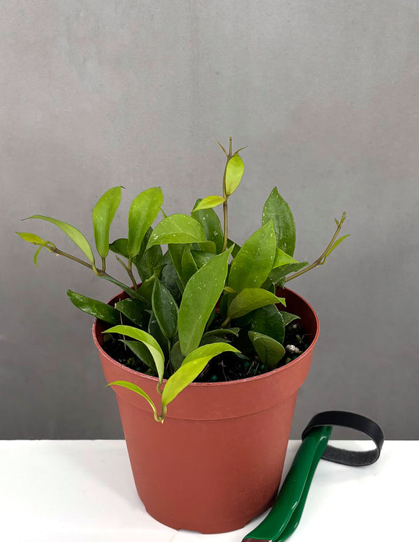 Hoya Rebecca - Plant Proper - 4" Pot