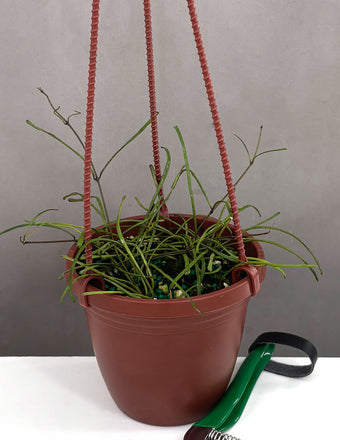 Hoya Retusa - Plant Proper - 4" Hanging Pot