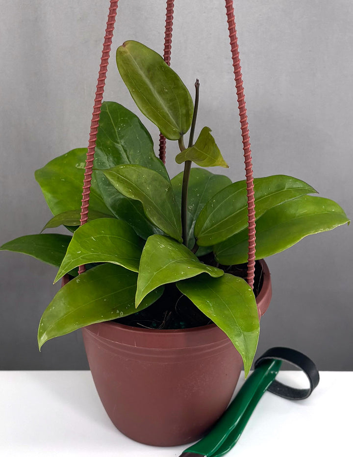 hoya plant pot size Hoya Rigida | Wax Plant