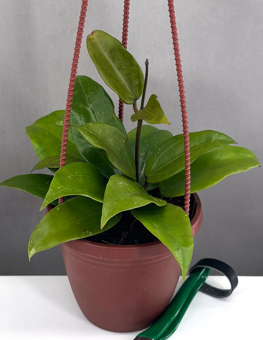 Hoya Rigida - Plant Proper - 4" Hanging Pot