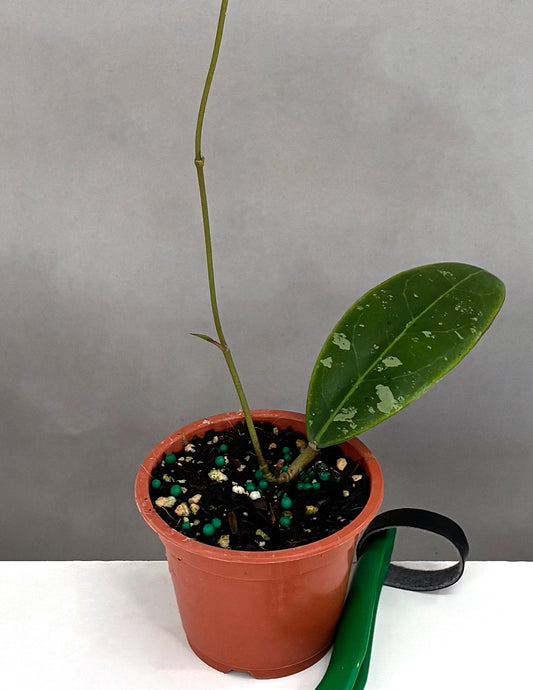 Hoya Rintzii Borneo - Plant Proper - 3" Pot