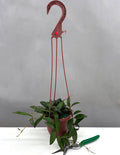 Hoya Rosita - Plant Proper - 4" Hanging Basket