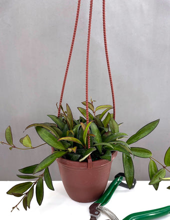 Hoya Rosita - Plant Proper - 4" Pot