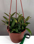 Hoya Rosita - Plant Proper - 4" Hanging Basket