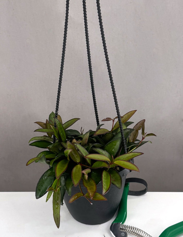 Hoya Rosita Houseplants