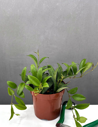 Hoya Rosita - Plant Proper - 4" pot